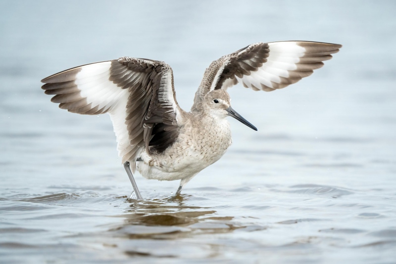 Willet-3200-flapping-after-bath-Bob-Handin-_A1G1936-Fort-DeSoto-Park-FL-