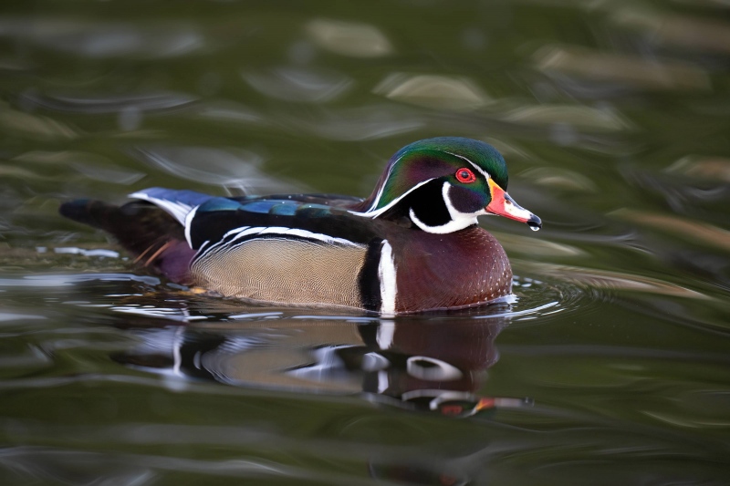 Wood-Duck-3200-in-swirly-water-_A1G6211-Santee-Lakes-CA