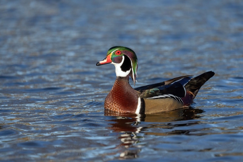 Wood-Duck-3200-with-head-raised-_A1G4176-Santee-Lakes-CA