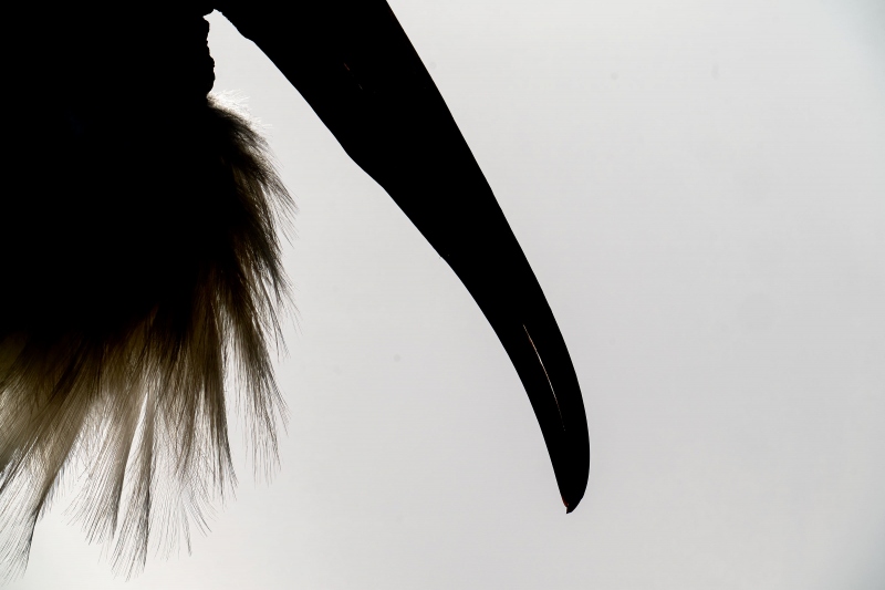 Wood-Stork-3200-BW-adult-bill-and-breast-feathers-_A1G2113-Wakodahatchee-Wetlands-Boynton-Beach-FL-2