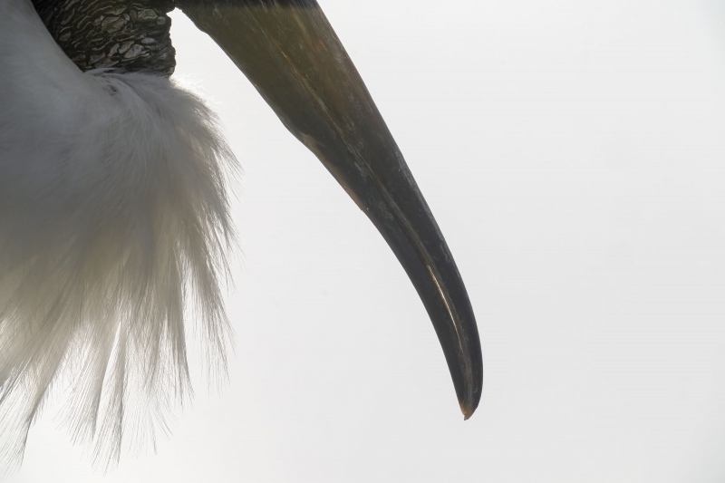 Wood-Stork-3200-adult-bill-and-breast-feathers-_A1G2113-Wakodahatchee-Wetlands-Boynton-Beach-FL-2
