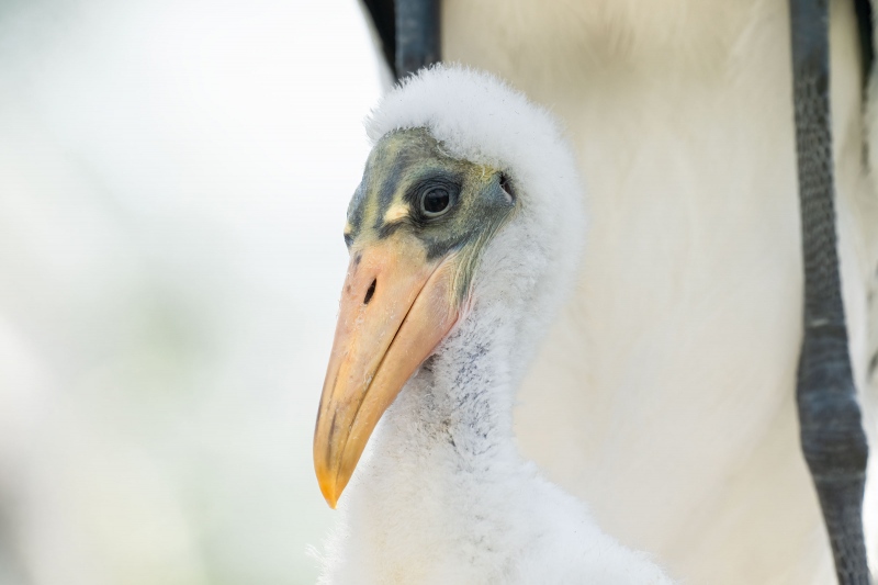 Wood-Stork-3200-chick-about-2-weeks-old-_A1G2517-Wakodahatchee-Wetlands-Boynton-Beach-FL-