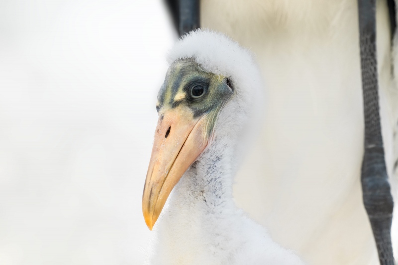 Wood-Stork-A-WHITER-chick-about-2-weeks-old-_A1G2517-Wakodahatchee-Wetlands-Boynton-Beach-FL-