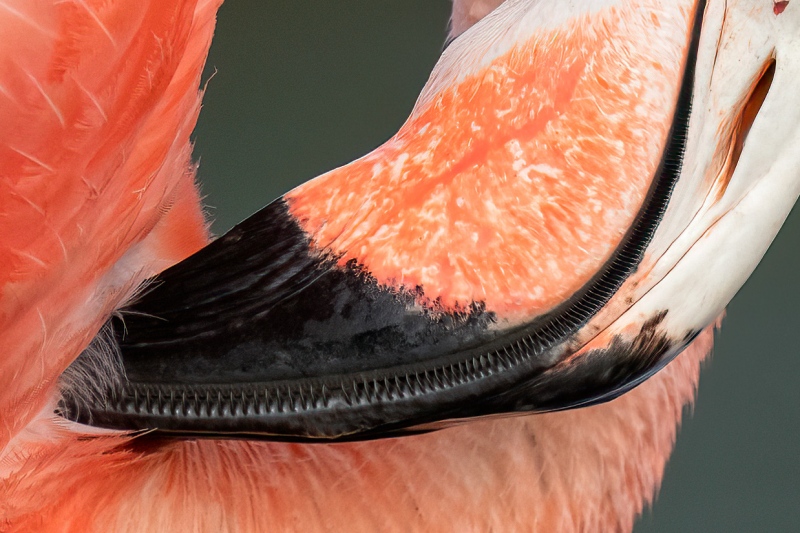 bill-American-Flamingo-tight-preening-_A1G6564-Bonaire