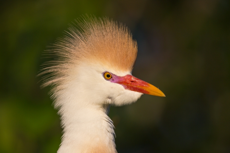 a1c5163-gatorland-kissimmee-fl