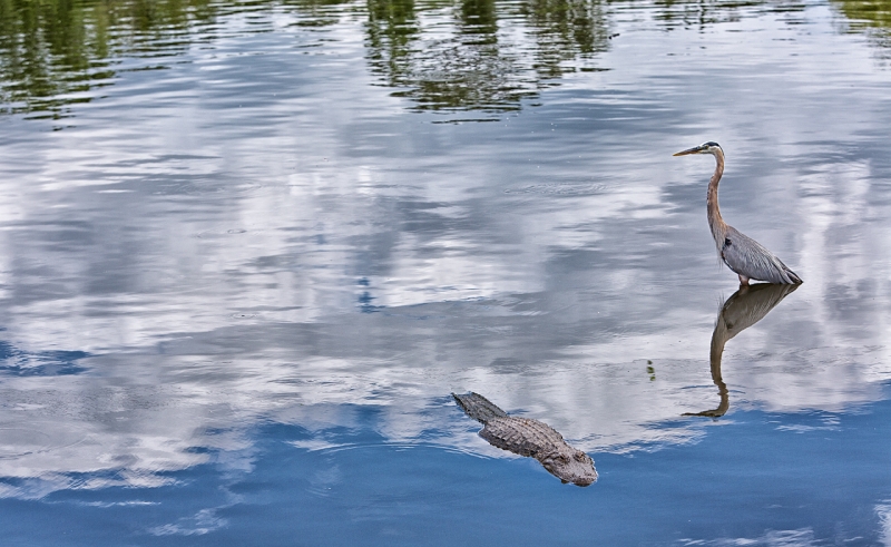 american-alligator-captive-great-blue-heron-_a1c5000-gatorland-kissimmee-fl