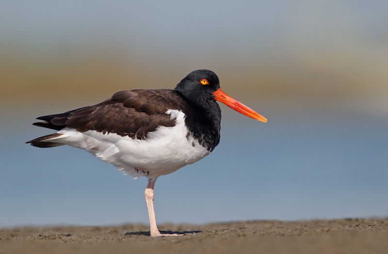 american-oystercatcher-adult-_y9c1339-little-estero-lagoon-fort-myers-beach-fl