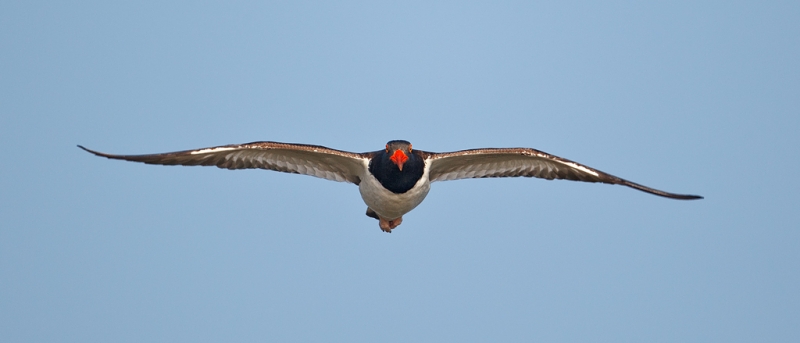 american-oystercatcher-incoming-direct-flight-_w3c3184-alafia-banks-tampa-bay-fl