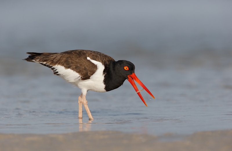 american-oystercatcher-with-prey-item-_09u8024-fort-desoto-park-pinellas-county-fl