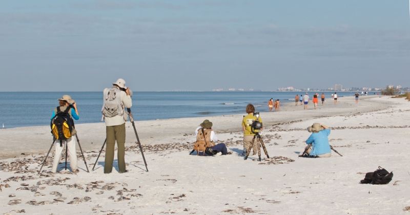 baa-ipt-group-photographing-wilsons-plovers-bpn-_90z1517-little-estero-lagoon-fort-myers-beach-fl