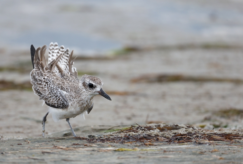 black-belliedplover-winter-plumage-threat-display-_q8r3605-fort-desoto-park-st-petersburg-fl