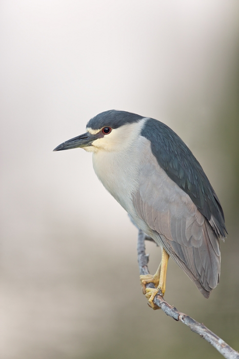 black-crowned-night-heron-600mm-1-60-sec-bluer-_09u1323-venice-rookery-south-venice-fl