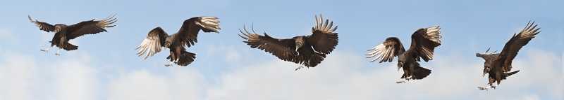 black-vulture-1400-wide-landing-composite-_y9c6814-anhinga-trail-everglades-national-park-fl-copy
