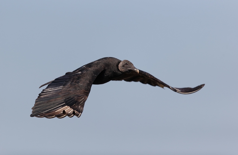 black-vulture-in-flight-_09u7274-anhinga-trail-everglades-national-park-fl