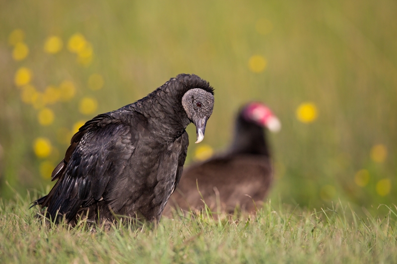 black-vulture-turkey-vulture-juxtaposition-ii-_a1c5855-indian-lake-estates-fl