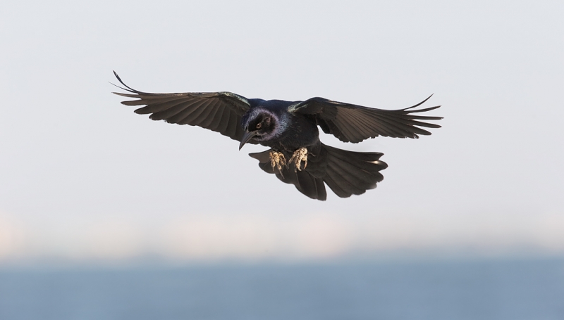 boat-tailed-grackle-landing-_09u1157-saniel-fishing-pier-sanibel-fl