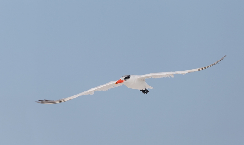 caspian-tern-winter-plumage-_q8r5085-fort-desoto-park-st-petersburg-fl