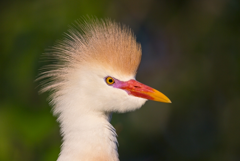 catlle-egret-breeding-plumage-_a1c5163-gatorland-kissimmee-fl