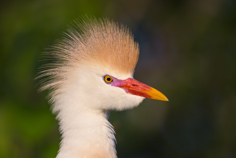 catlle-egret-breeding-plumage-_a1c5163-gatorland-kissimmee-fl