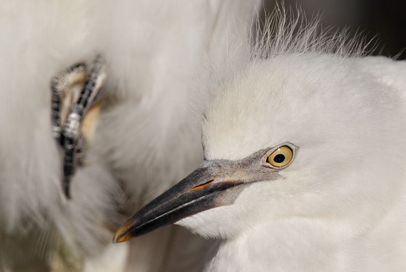 cattle-egret-large-chicks-in-nest-_w3c8664-gatorland-kissimmee-fl