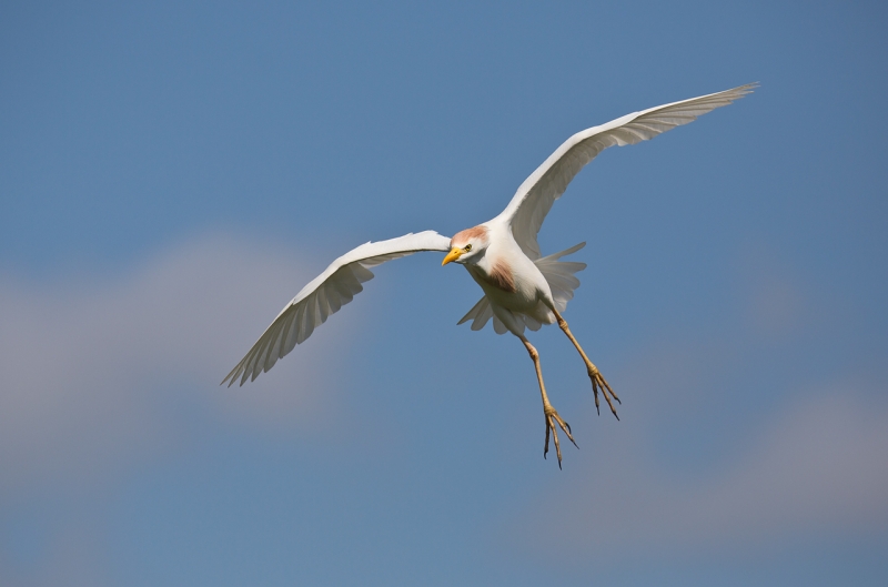 cattle-egret-ready-to-land-_u1c0571-gatorland-kissimmee-fl