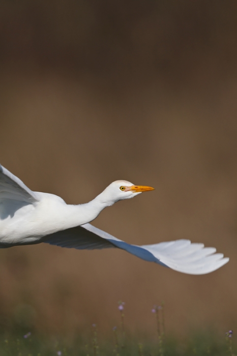 cattle-egret-vertical-flight-_y9c9687-indian-lake-estates-fl