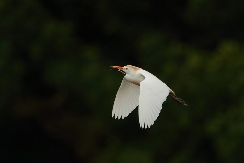 cattle-egret-w-nesting-material-600-ii-2x-iii-tc-iso-1600-_09u9934-alafia-banks-tampa-bay-fl