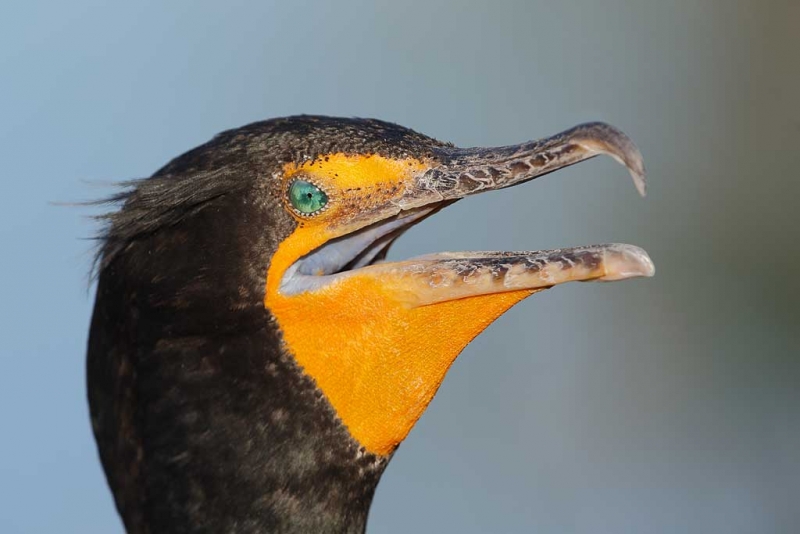 double-crested-cormorant-gular-panting-_q8r7002-anhinga-trail-everglades-national-park-fl