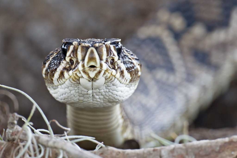 eastern-diamondback-rattlesnake-_y9c3313-indian-lake-estates-fl