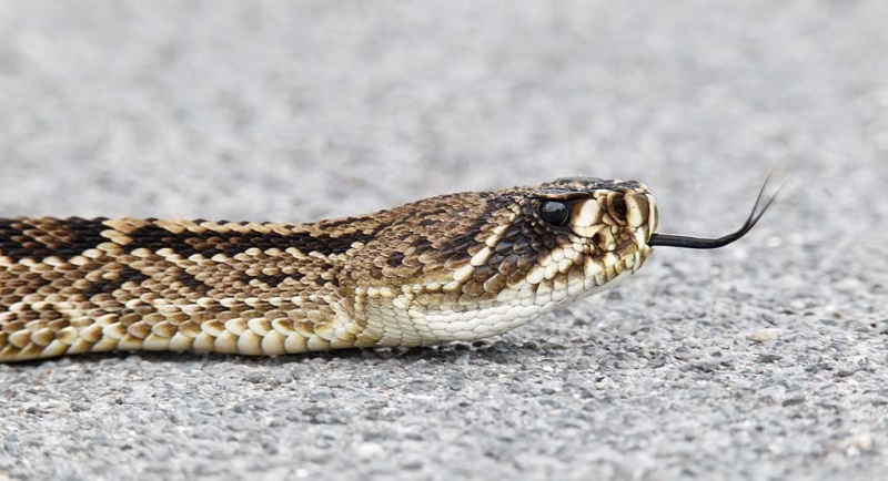 eastern-diamondback-rattlsenake-on-road-_y9c3359-indian-lake-estates-fl