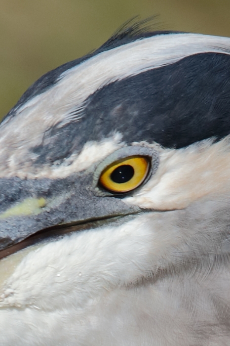 great-blue-heron-100-crop-head-and-neck-_09u7885-anhinga-trail-everglades-national-park-fl