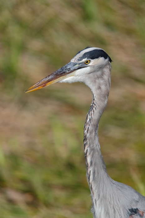 great-blue-heron-head-and-neck-_09u7885-anhinga-trail-everglades-national-park-fl