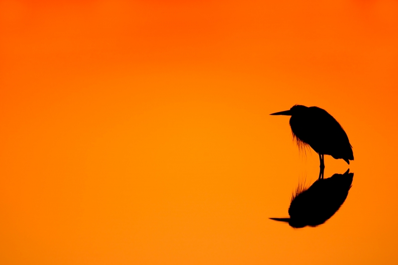 great-blue-heron-orange-gold-sunrise-silh-1-6-sec-iso-400-_10j5861-merritt-island-nwr-titusville-fl