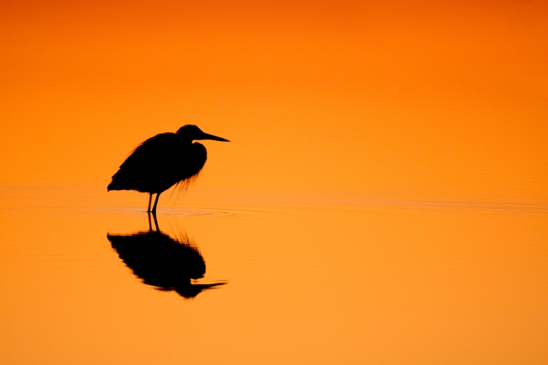 great-blue-heron-sunrise-orange-gold-silh-iso-3200-1-30-sec-_10j5868-merritt-island-nwr-titusville-flc