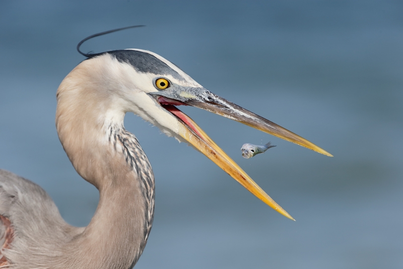 great-blue-heron-with-baitfish_09u1001-saniel-fishing-pier-sanibel-fl