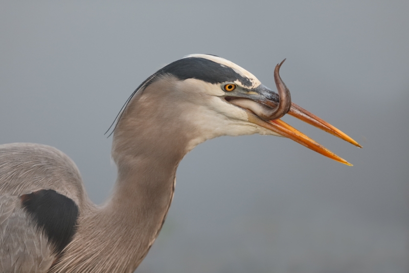 great-blue-heron-with-prey-item-_a1c9134-anhinga-trail-everglades-national-park-fl