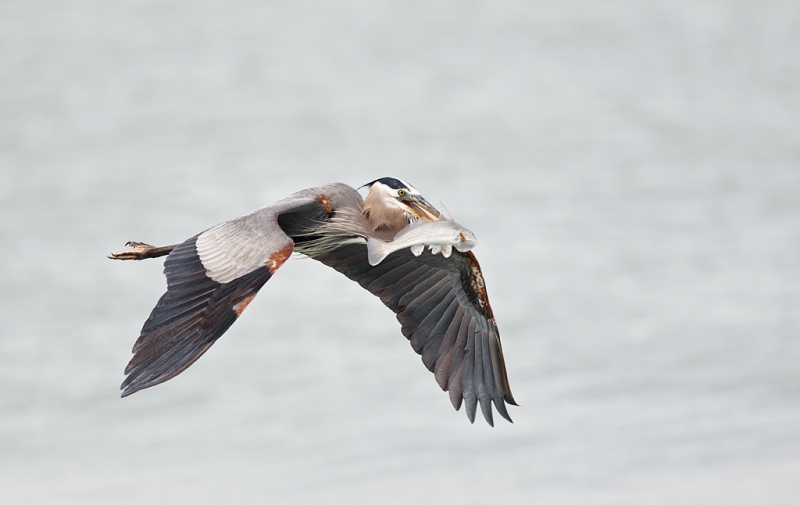 great-blue-heron-with-southern-whiting-_90z1321-blind-pass-captiva-fl