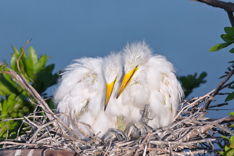 great-egret-5d-iii-2x-iii-tc-_a1c4866-gatorland-kissimmee-fl