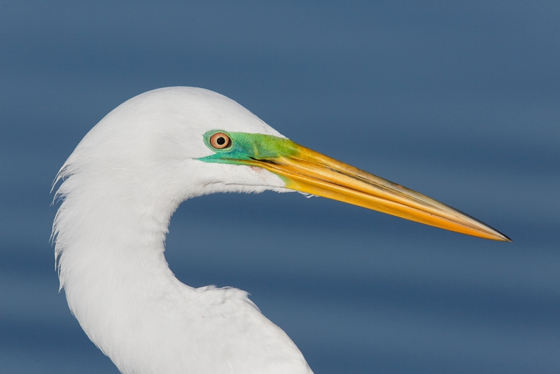 great-egret-breeding-plumage-head-portrait-_a1c9461-little-estero-lagoon-fort-myers-beach-fl