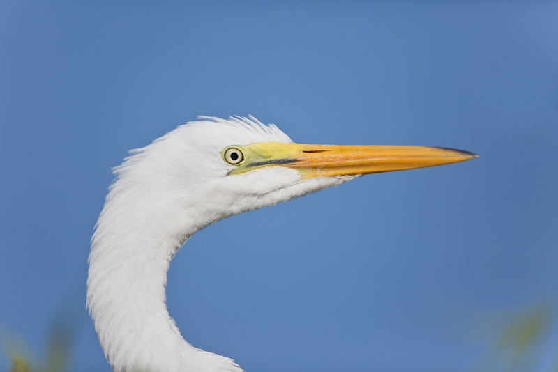 great-egret-fledged-young-head-portrait-_a1c0463-gatorland-kissimmee-fl