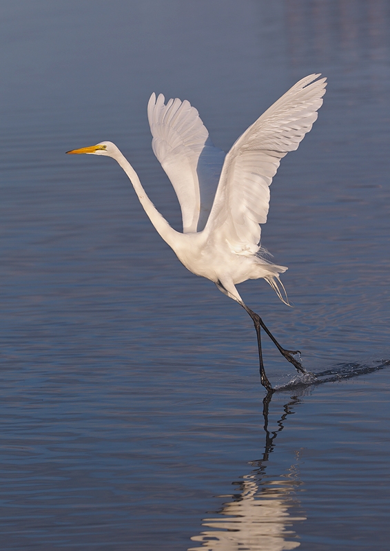 great-egret-lifting-off-white-neutralizer-_90z1503-little-estero-lagoon-fort-myers-beach-fl