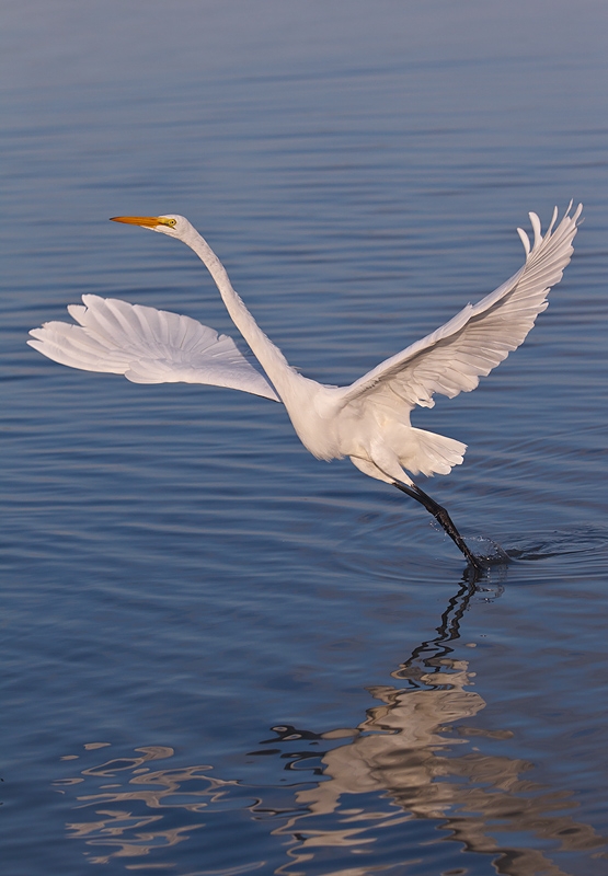 great-egret-taking-flight-baited-_90z1505-little-estero-lagoon-fort-myers-beach-fl