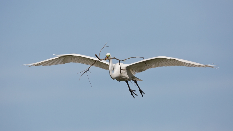 great-egret-with-nesting-material-_a1c0537-gatorland-kissimmee-fl