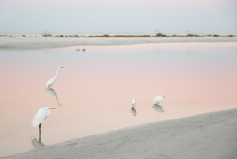 great-snowy-egrets-with-cormorants-in-predawn_a1c9250-little-estero-lagoon-fort-myers-beach-fl