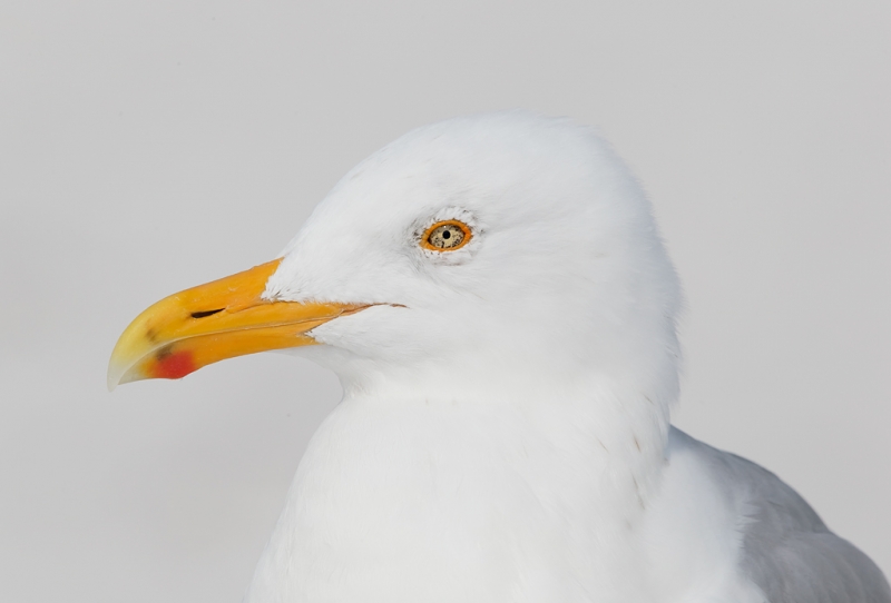 herring-gull-with-blush-yellow-legs-head-portrait-_09u2921-fort-desoto-park-pinellas-county-fl