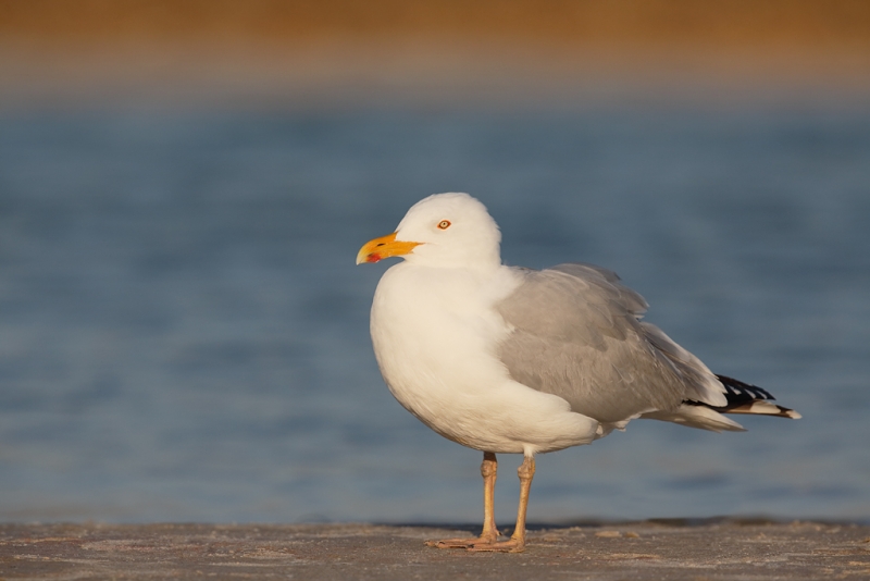 herring-gull-with-yellow-blush-legs-_a1c0104-fort-desoto-park-pinellas-county-fl