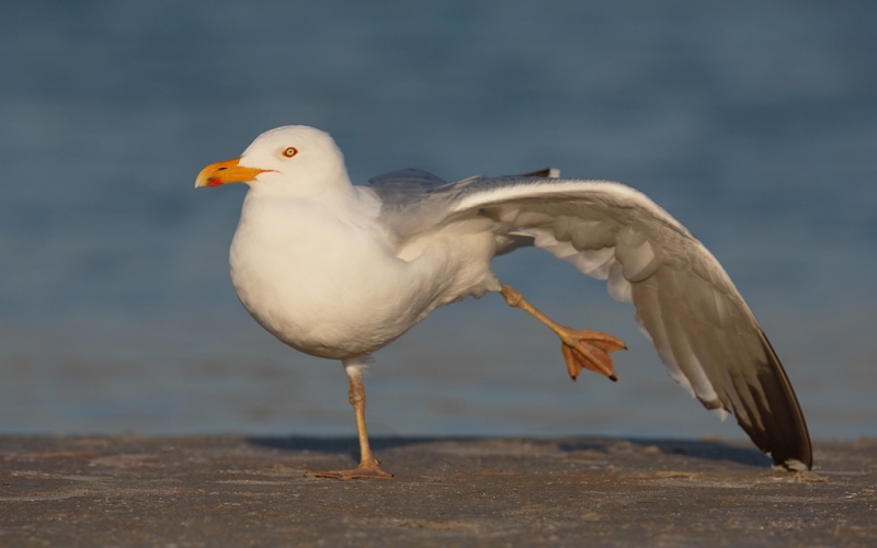 herring-gull-with-yellow-legs-elegant-near-wing-stretch-_a1c0125-fort-desoto-park-pinellas-county-fl_0