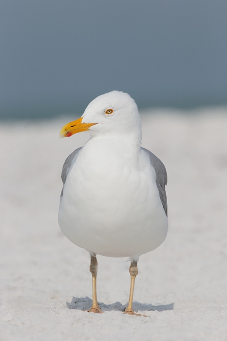 herring-gull-yellow-blush-legs-_09u2917-fort-desoto-park-pinellas-county-fl