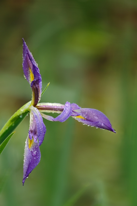 iris-_q8r7575-corkscrew-swamp-fl