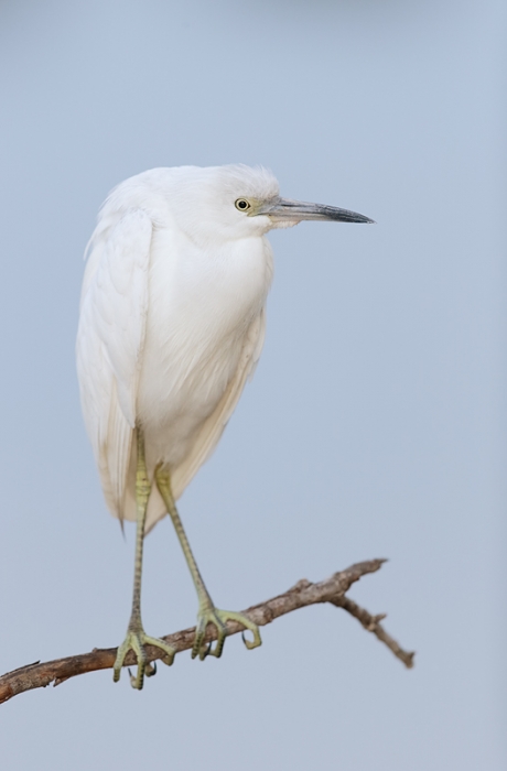 little-blue-heron-one-year-old-_09u9592-venice-rookery-south-venice-fl